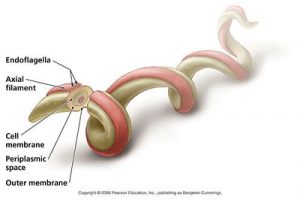 borrelia